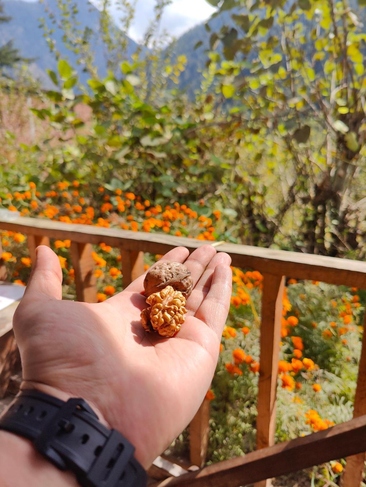 Renuka Homestay And Cafe Kasol Exteriör bild